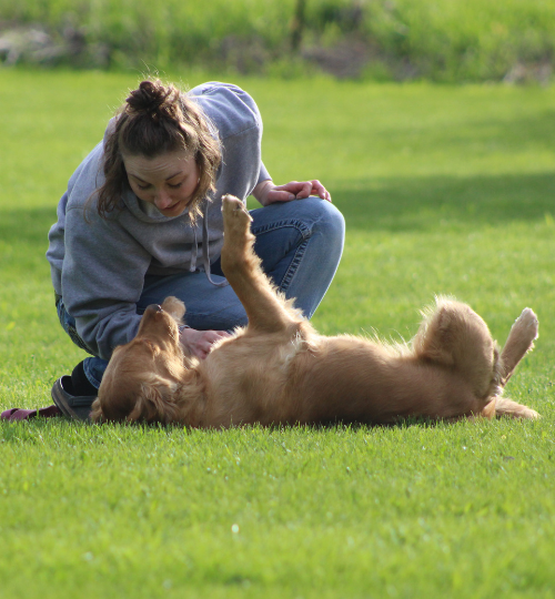 Golden Retriever lying in grass with woman looking over it.